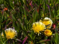 Cape Point Nature Reserve